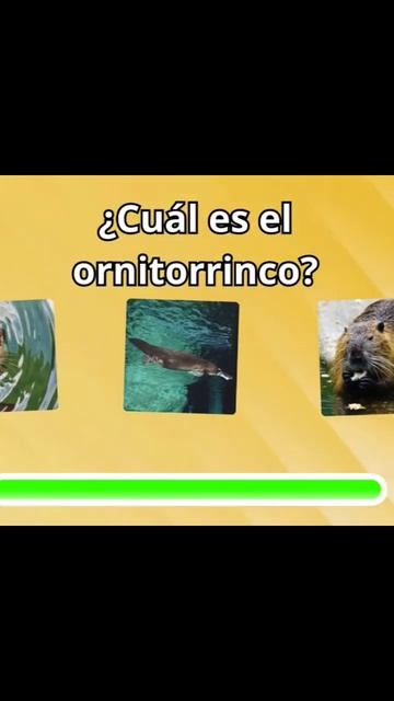 ADIVINA AL ORNITORRINCO✅ #animales #foryou #youtube #quiz #ornitorrinco смотреть онлайн