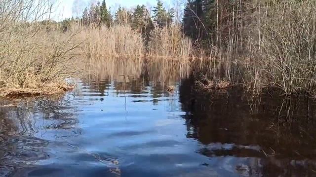 Охота на селезня с подсадными утками.1.04.2023. смотреть онлайн
