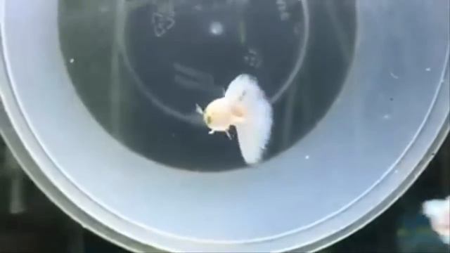 Full White Guppies Albino Platinum смотреть онлайн