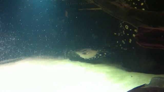 Potamotrygon Black Diamond F1 forplay смотреть онлайн