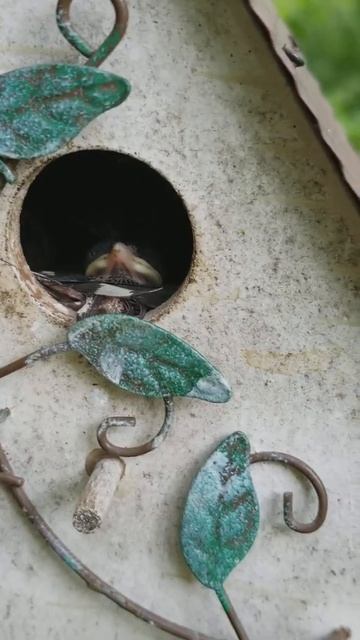 newly hatch bird inside the birdhouse смотреть онлайн