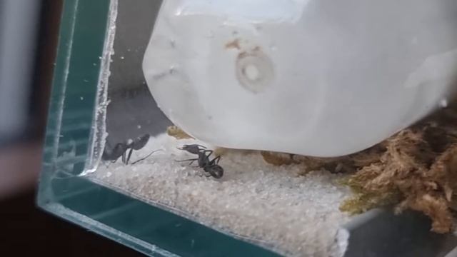 Umieranie robotnicy Camponotus смотреть онлайн