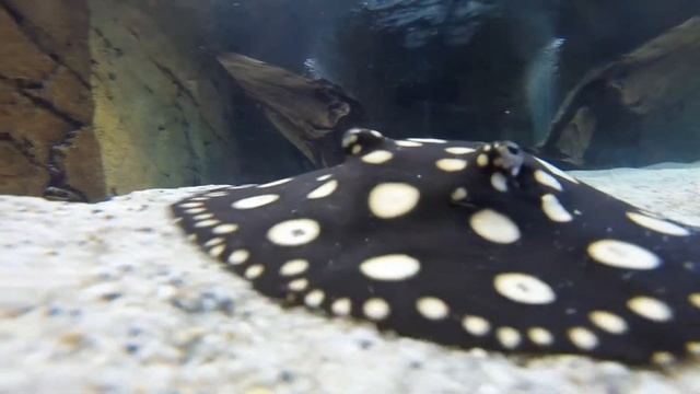 Potamotrygon Leopoldi смотреть онлайн