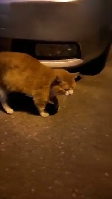 Ласковый рыжик Ричард 4 года нашел дом смотреть онлайн