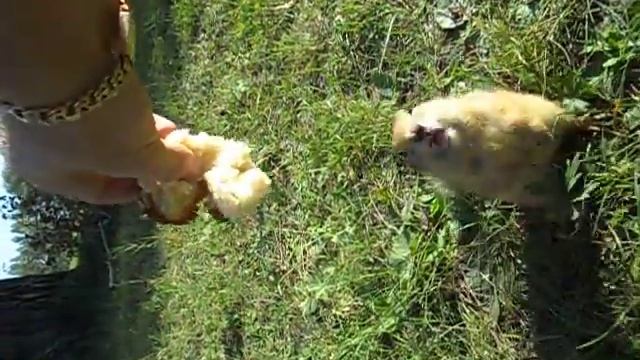 суслики в Красноярске смотреть онлайн