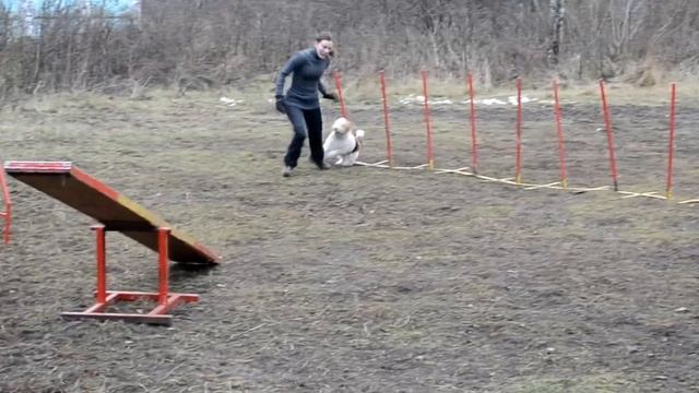 Аджилити смотреть онлайн