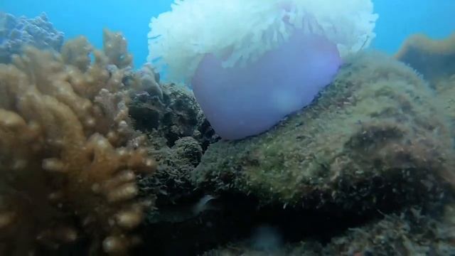 Relax🎶Underwater world 🌊 Music for the soul 🌈Music for falling asleep quickly and for massage. смотреть онлайн