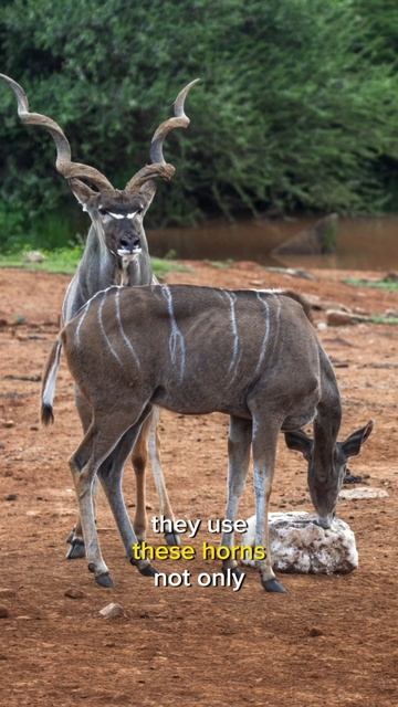 Interesting fact about the unpopular kudu смотреть онлайн