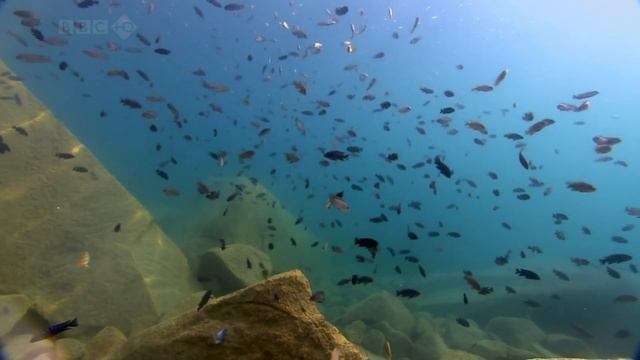 Mbuna Habitat смотреть онлайн