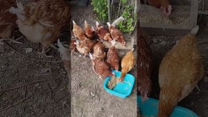 Наши куры Тетра.Тоже хищники!10.06.24 г.