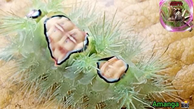 Lonomia obliqua caterpillar 🐛🐛 one of the most Dangerous Insect's in the world смотреть онлайн