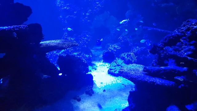 Purple tang behavior смотреть онлайн