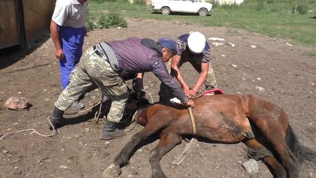 Укрощение годовалой лошади смотреть онлайн