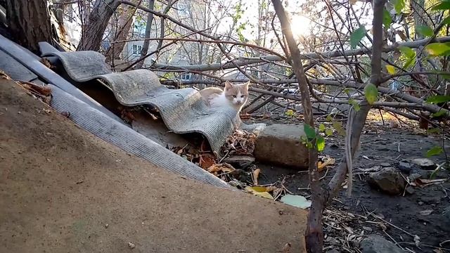 Бездомные кошки. смотреть онлайн