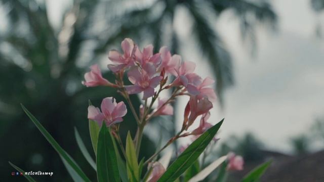 NATTIKA BEACH AYURVEDA RESORT