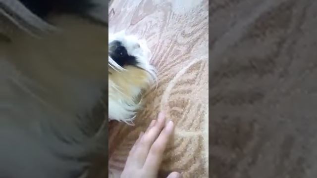 Моя морская свинка 💖 смотреть онлайн