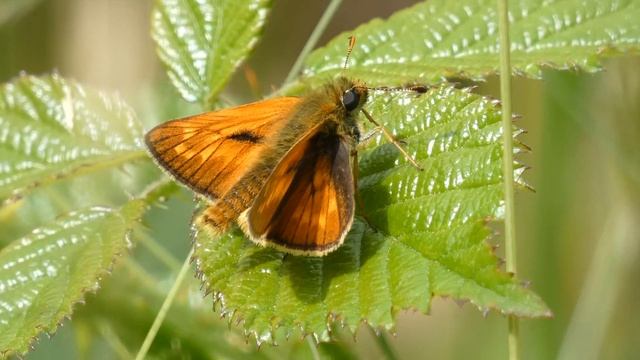 Large Skipper смотреть онлайн