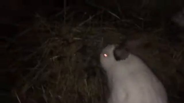 Борька Шухер- мой любимый мачо-крол)) 🐰 смотреть онлайн