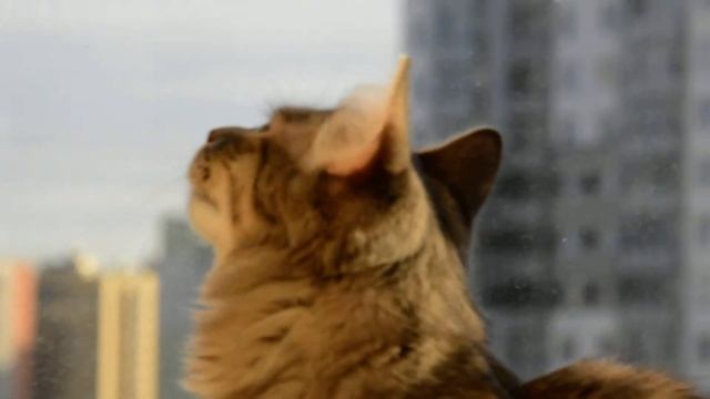 КОТЕНОК ВИДИТ МУХУ//KITTEN SEE FLY смотреть онлайн