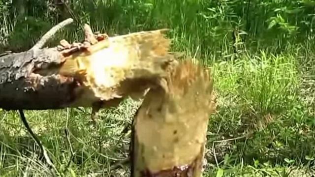 где и как найти золото