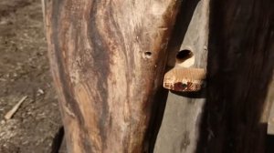 Борть для души!