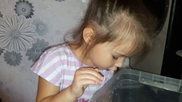 Ахатины. Рассаживаем в разные места смотреть онлайн