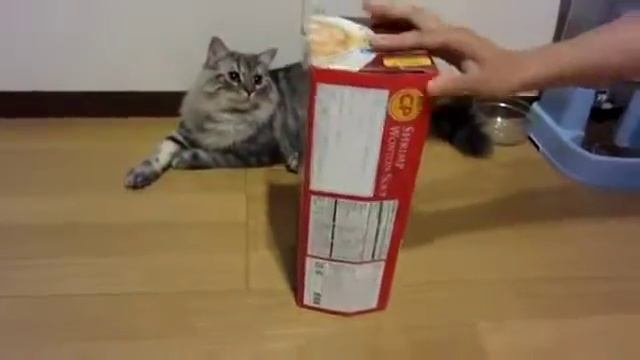 pisica care iese dintr-un pachet de biscuiti.mp4 смотреть онлайн