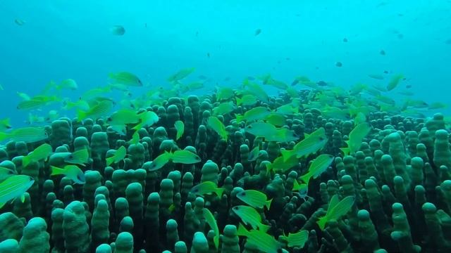 ヨスジフエダイの群れ〜★ TAKU DIVE 石垣島 смотреть онлайн