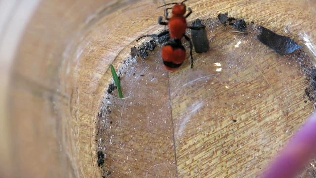 Cow Killer / Red Velvet Wasp - Chirping Noise смотреть онлайн