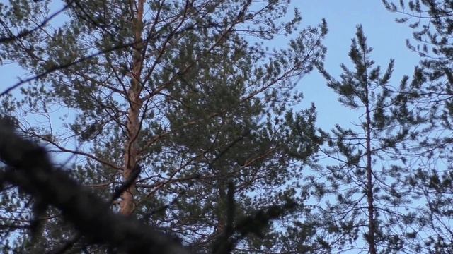 Охота на глухаря на току! смотреть онлайн