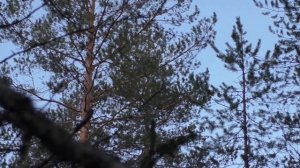 Охота на глухаря на току!