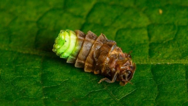 Bioluminescent Animals: Nature's Flashlights смотреть онлайн