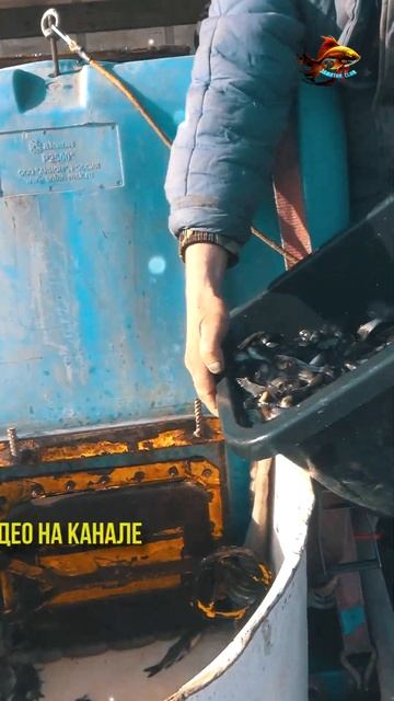Что делать когда хочешь зарыбить очень много рыбы толстолобика и белого амура Рыбалка #shorts смотреть онлайн