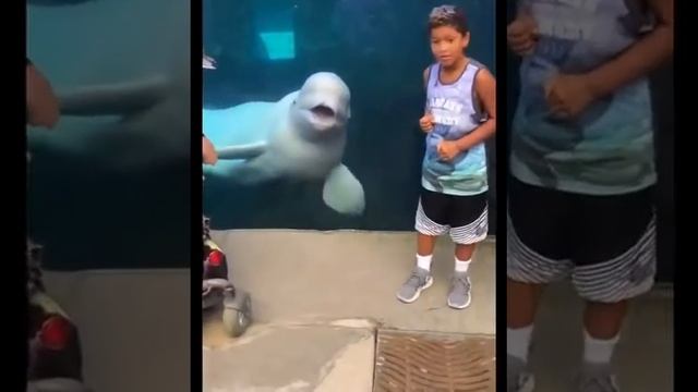 Как дельфины любят шутить на людьми 😂 смотреть онлайн