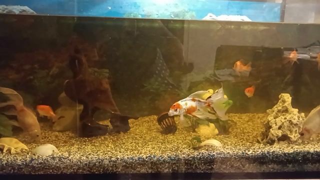 Мои монстры🦈 из аквариума съели 2 рыбки🐟🐟😭 смотреть онлайн