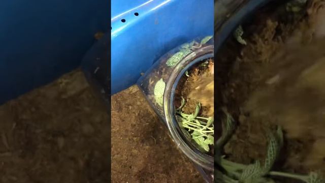 Chilobrachys sp Vietnam blue tarantula spider routine enclosure maintenance part two смотреть онлайн