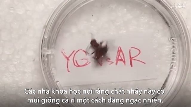 Kiến tự sát để bảo vệ đồng loại | Kênh Động vật смотреть онлайн