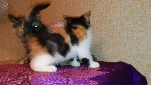 Кошечки экзотические смотреть онлайн