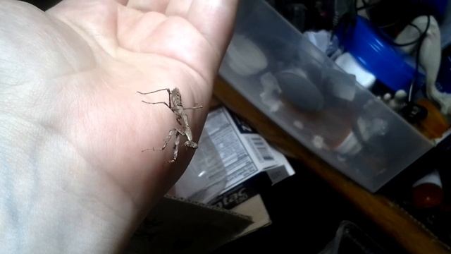 L4 Deroplatys lobata, Lobataton смотреть онлайн