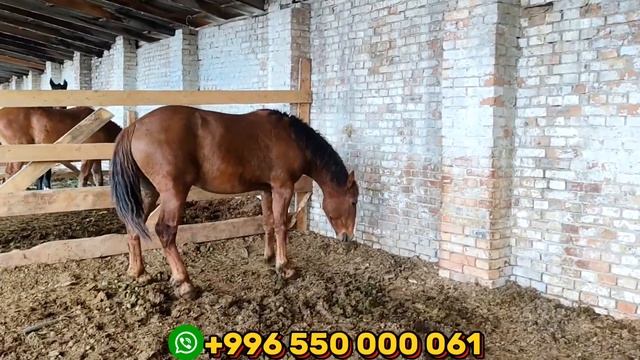 РАСПРОДАЖА 💥Дончак~Орловский Тайлар⚡️Бээлер Акция⭐️Скидки.Скидки.Скидки смотреть онлайн