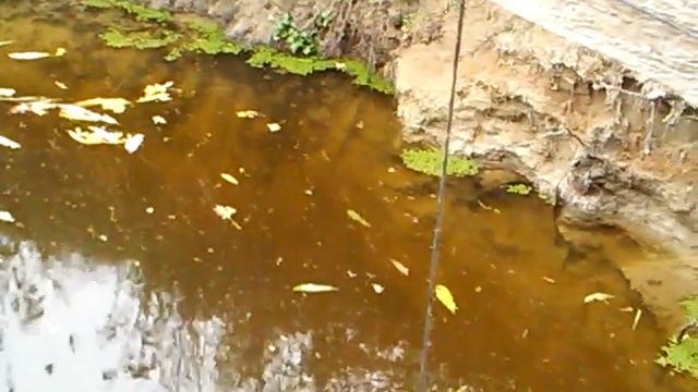 Машуня разводит карасей в пруду. carp production. autumn fishing смотреть онлайн