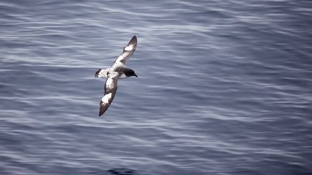Fin whales, cape petrels and giant petrel off Elephant Island смотреть онлайн