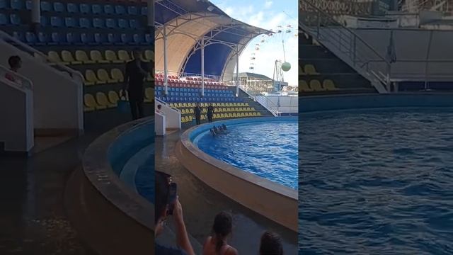 Волшебные полеты Дельфинов. смотреть онлайн