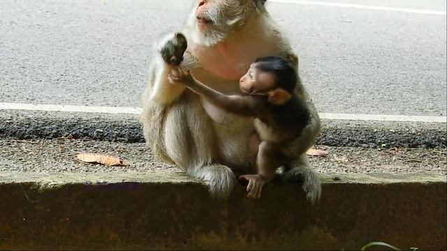 [ Urgent Help Mom ] Baby Monkey Biden Is Kidnapped By Alpha Monkey Tara смотреть онлайн