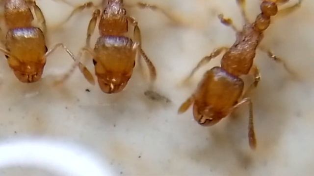 Tetramorium sp coletando líquidos açucarados смотреть онлайн