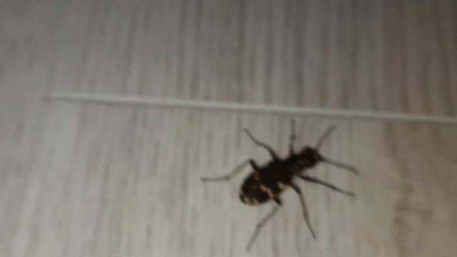 Chrząszcz Zabójca Z Motorkiem W Pupie🏍 - Trzyszcz Piaskowy смотреть онлайн