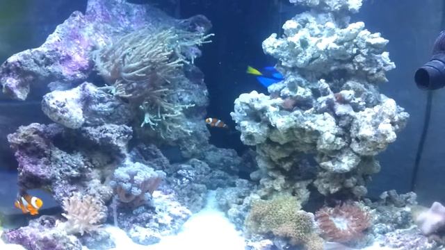 Trigon 190 Marine + Skimmer 3.0 Juwel 6 weeks old смотреть онлайн
