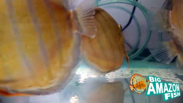 Discus green Wild смотреть онлайн
