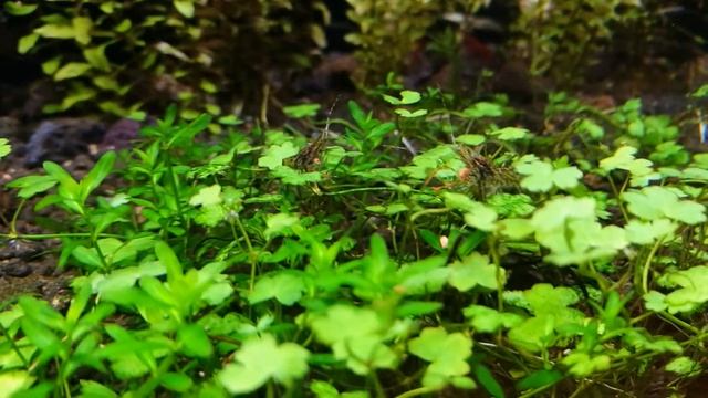 Macrobrachium dayanum смотреть онлайн