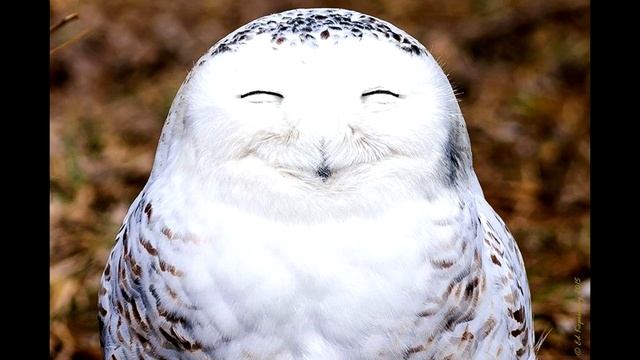 ТОП 50 САМЫХ МИЛЫХ ФОТОК // МИЛЫЕ ФОТКИ ЖИВОТНЫХ // МИЛЫЕ ФОТКИ смотреть онлайн